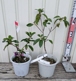 【2個セット/不揃い現品/K201】カルミア　ピンクボール　5号　苗木