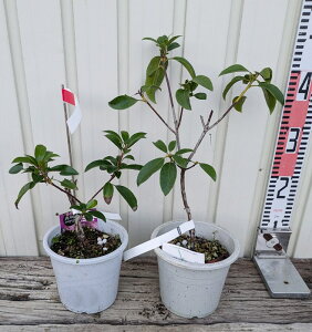 y2Zbg/si/K201zJ~A@sN{[@5@c