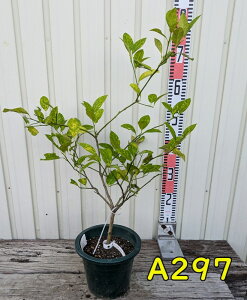 yIׂ錻iz}C[̖؁@}uL@6@c