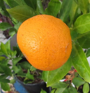 {쑁݂̖(~KZ~J) @5.5c(b10-2)