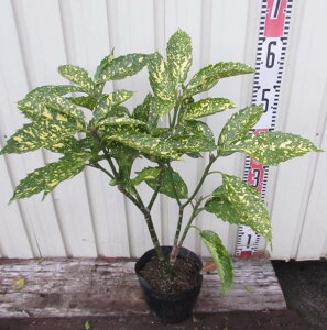 (tCAIL)@6y؁@c؁@A؁@؁z