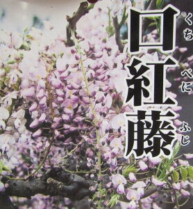 植木 盆栽 藤の人気商品 通販 価格比較 価格 Com