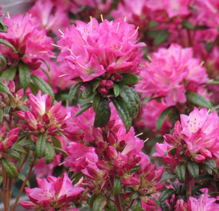 楽天市場 常緑ツツジ 常緑ロードデンドロン ときめき トキメキ 7号苗木 D01 千草園芸