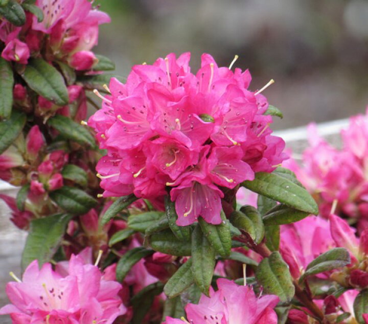 楽天市場 常緑ツツジ 常緑ロードデンドロン ときめき トキメキ 7号苗木 D01 千草園芸