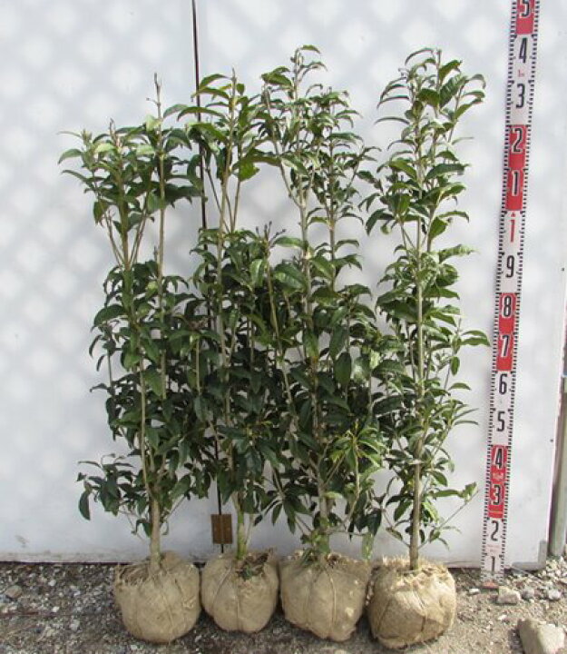 楽天市場 キンモクセイ 金木犀 苗木 1m 4本セット 生垣用 目隠し 常緑樹 千草園芸
