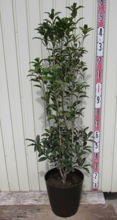 楽天市場 キンモクセイ 金木犀 苗木 10号フレグラー鉢植え 千草園芸