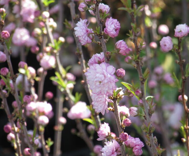 楽天市場 ニワザクラ 庭桜 ピンク 4号苗 J03 3 千草園芸