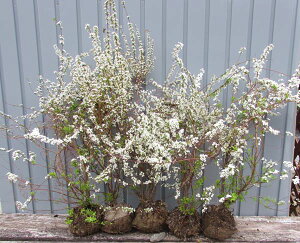 LiM() @c؁@50cm@5Zbg