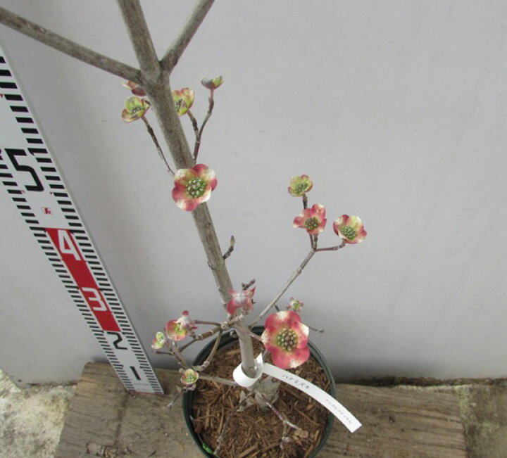楽天市場 来春花芽付き 花水木 ハナミズキ 苗木 アップルブロッサム ピンク花 6号 シンボルツリーに最適な植木 苗木のアメリカハナミズキ K13 千草園芸
