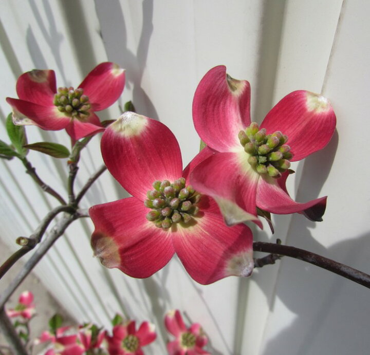 楽天市場】花水木（ハナミズキ）赤花 苗木 7号(c13) : 千草園芸