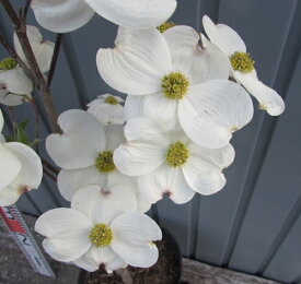 花水木（ハナミズキ） 白花 　クラウドナイン 　6号　苗木(a02)