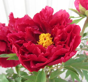 {^(O) c؁@̎iiqmcJTj 7