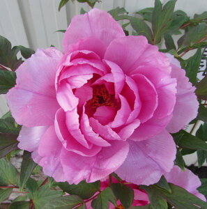 {^(O) @c؁@ԗV(niA\r)@7