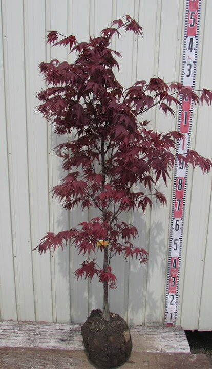 楽天市場 ノムラモミジ 野村紅葉 苗木 樹高1 1ｍ 落葉樹 植木 庭木 千草園芸