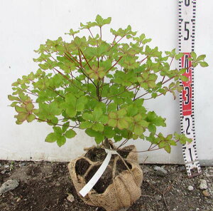 VVIccW()@ c؁@W30cm×H30cm