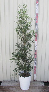 I[u̖؁@VvV[m@c؁@10ZA[gA(AC{[)