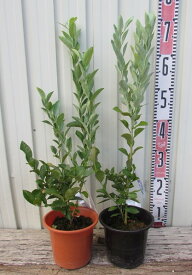 【2品種セット/園芸肥料付き】ブルーベリー　ノビリス×パウダーブルー　ラビットアイ系　苗木　4.5号苗　【ペアプランツ】