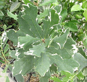 CMXimL@AQeI}Mi[^@ڂ؁@c؁@7