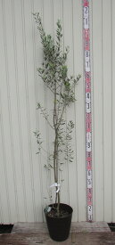 【現品発送】オリーブの木 ワッガベルダル　苗木　9号フレグラー鉢植え（ダークブラウン）6205