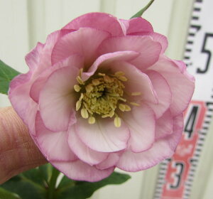 NX}X[Y@_u炫@sN@3c@c