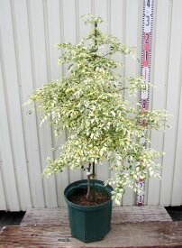【現品発送】斑入りシマトネリコ　サマークイーン　10号鉢植え　シンボルツリーに最適な苗木　7036
