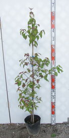 常緑山法師（常緑ヤマボウシ）　赤花　リトルルビー　苗木　樹高1.3m　根巻き苗