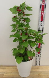 【実付き】ウルトララズベリー苗（超大王）レッドドリーム　7号鉢植え　大苗