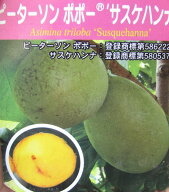 ポポー　サスケハンナ　接ぎ木苗　5号　ピーターソンポポー　《果実を楽しめる苗木》
