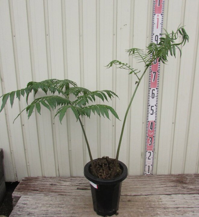 楽天市場】【現品発送】リュウビンタイ 7号鉢植え G284 : 千草園芸