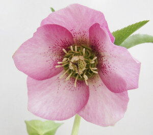 NX}X[Y@JԌ݊@c @VO炫@sNX|bg@4|bgc