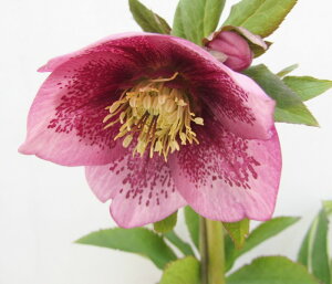 NX}X[Y@JԌ݊@c @VO炫@sNub`@4|bgc