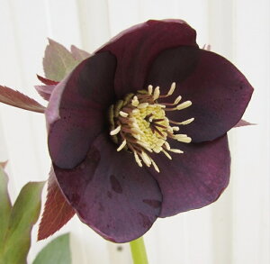 NX}X[Y@JԌ݊@c @VO炫@p[v@4|bgc