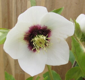 NX}X[Y@JԌ݊@c @VO炫@zCgtbV@4|bgc