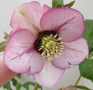 NX}X[Y @JԌ݊@c @VO炫@sNtbV@4|bgc