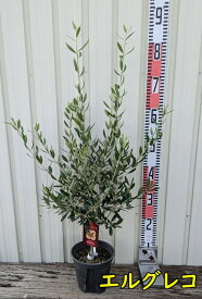 【選べる品種】オリーブの木 苗木　5号【エルグレコ　ネバディロブランコ】