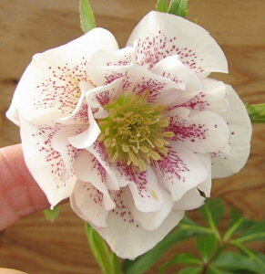 NX}X[Y@JԌ݊@c @_u炫@zCgX|bg@4|bgc