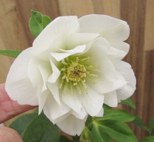 NX}X[Y@JԌ݊@c@_u炫@zCgn@4|bgc