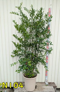 yIׂ錻iziMmLi̖؁j@c؁@@12A
