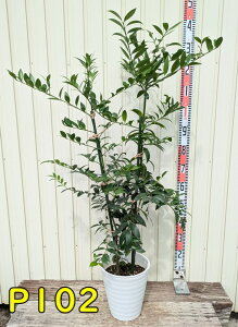 yIׂ錻iziMmLi̖؁jc؁@8ZA[gA