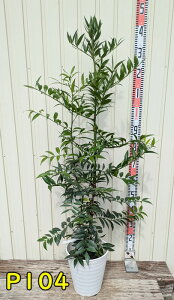 yIׂ錻iziMmLi̖؁jc؁@8ZA[gA