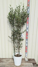 【現品】オリーブの木　ひなかぜ(ヒナカゼ)　苗木　8号セラアート鉢植え【T348】