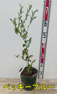 yIׂizu[x[@rbgACn@c @4.5ymrX/OA/xbL[u[/I[XeBz