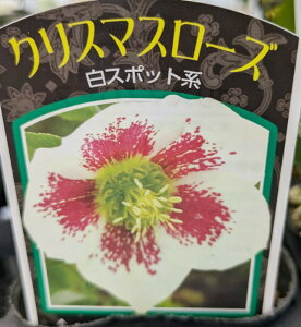 NX}X[Y@VO炫@zCgX|bg@3c@c