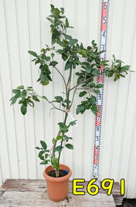 yIׂ錻izO[vt[c@c؁@8A