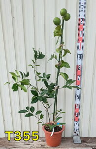 yIׂ錻izTCp̖؁@c؁@7A