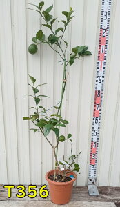 yIׂ錻izTCp̖؁@c؁@7A