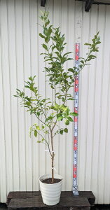 yiz @[J@c؁@10tO[A@T357