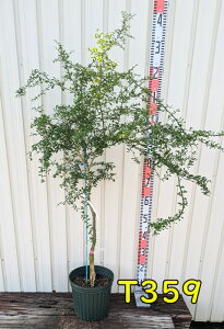 yIׂ錻iztBK[C@WfB[YGo[xAO@8@c (h16,h18)