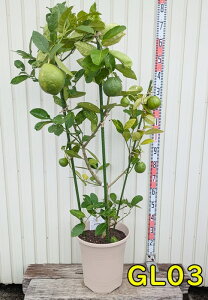 yIׂ錻izW{̖؁@|e[U@12A@c