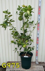 yt/Iׂ錻izW{̖؁@|e[U@12A@c